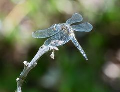 Leucorrhinia frigida