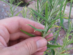 Pseudognaphalium leucocephalum