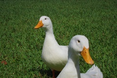 Anas platyrhynchos domesticus