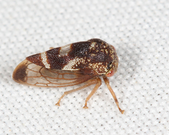 Cyrtolobus pallidifrontis