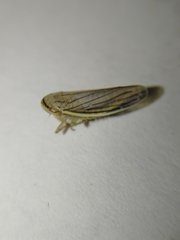 Athysanus argentarius