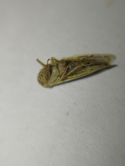Athysanus argentarius