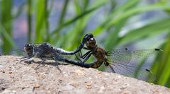 Leucorrhinia frigida