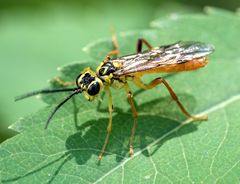 Tenthredo verticalis