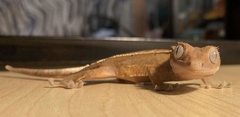 Correlophus