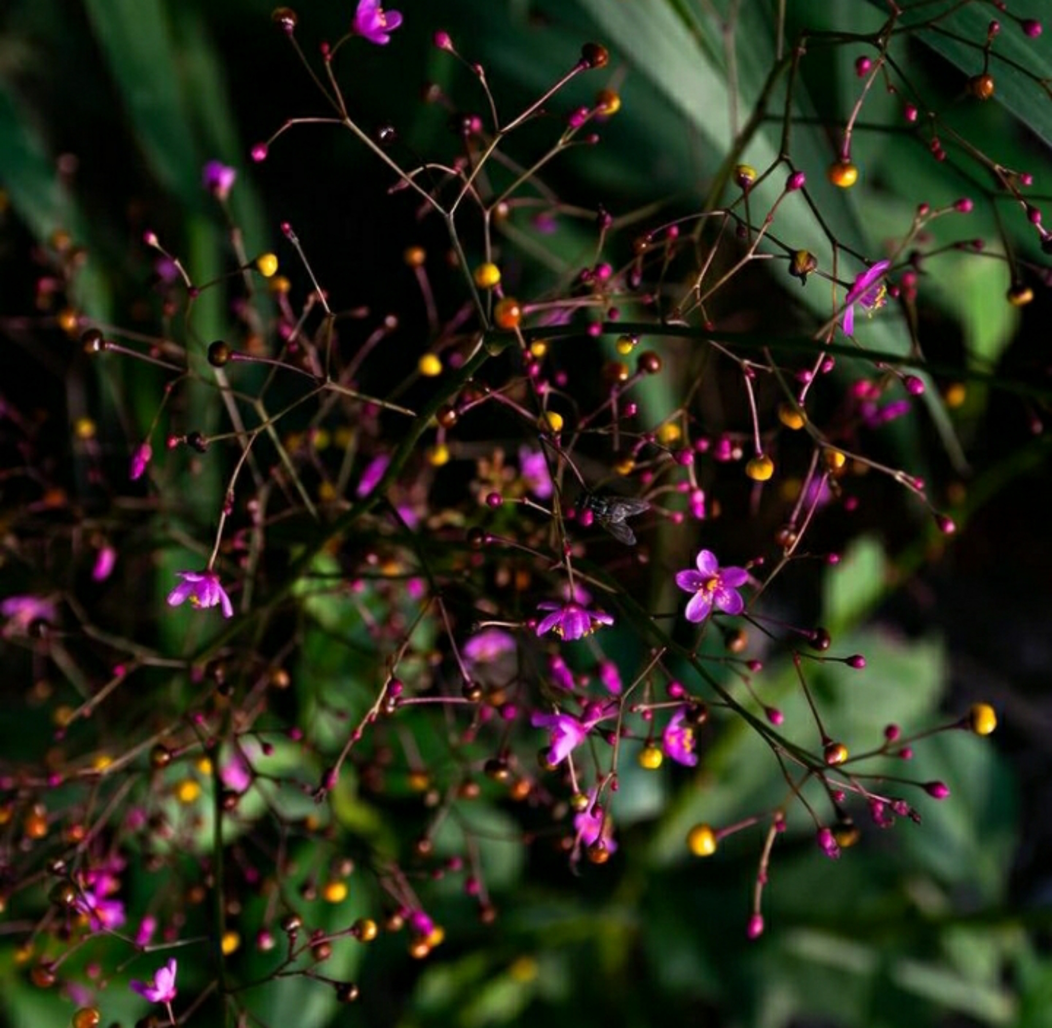 Talinum paniculatum