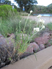 Pseudognaphalium leucocephalum