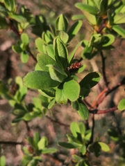 Myrica gale tomentosa