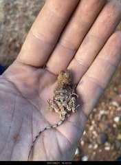 Agama armata