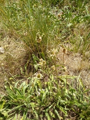 Plantago lanceolata