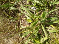 Plantago lanceolata