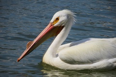 Pelecanus erythrorhynchos