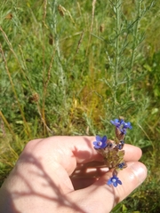 Anchusa officinalis