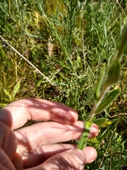 Anchusa officinalis