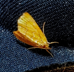 Glaphyria sesquistrialis