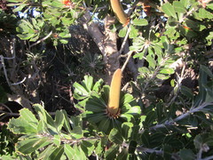 Banksia praemorsa