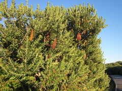 Banksia praemorsa