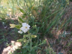 Silene latifolia