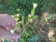 Silene latifolia