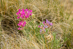 Oxytropis besseyi