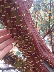 Arctostaphylos pringlei drupacea