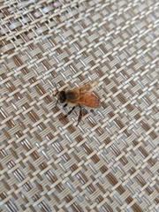 Apis mellifera