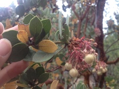 Arctostaphylos pringlei drupacea