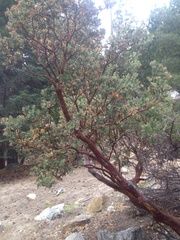 Arctostaphylos pringlei drupacea