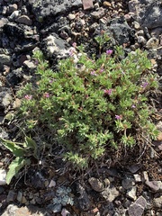 Astragalus vexilliflexus