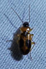 Badister neopulchellus