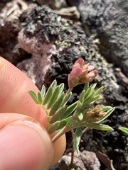 Astragalus vexilliflexus