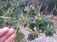 Arctostaphylos pringlei drupacea