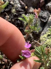 Astragalus vexilliflexus