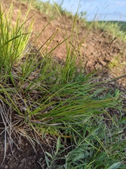 Carex rossii