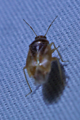 Agnocoris