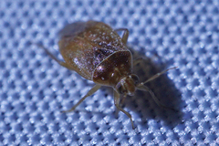 Agnocoris