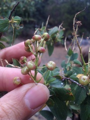 Arctostaphylos pringlei drupacea