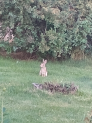 Sylvilagus floridanus