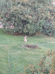 Sylvilagus floridanus