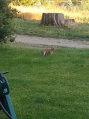 Sylvilagus floridanus