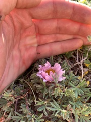 Townsendia condensata