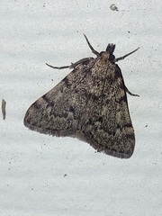 Aglossa pinguinalis