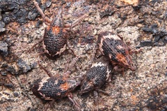 Oxyops fasciatus