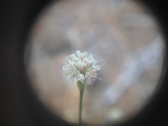 Eriogonum molestum