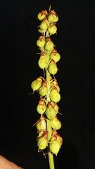Melilotus segetalis