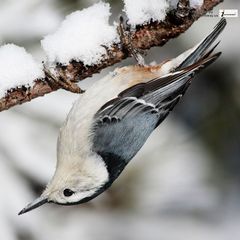 White-Breasted Nuthatch photo 3