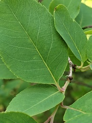 Amelanchier bartramiana