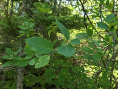 Amelanchier bartramiana