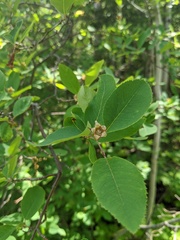 Amelanchier bartramiana