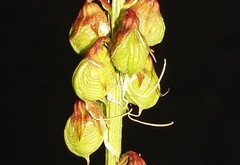 Melilotus segetalis